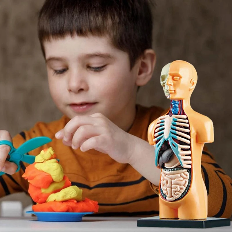 2X 3D Removable Anatomical Human Torso Body Model For Education Toy Human Body Structure Teaching For Child Kid Student