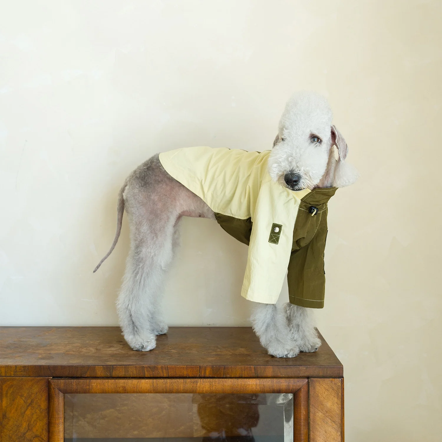 Spring Super Waterproof Ultra-Lightweight Green Jacket for Italian Greyhound Summer Fashion Patchwork Long Sleeves Coat for Dogs