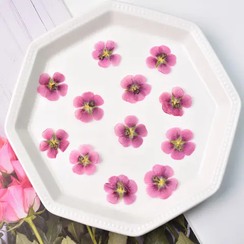 24pcs,nature Hibiscus Flower Real Dry Flower Embossed DIY Glue Handicraft Mobile Case Seal Plant Flower Photo Frame Petal Makeup