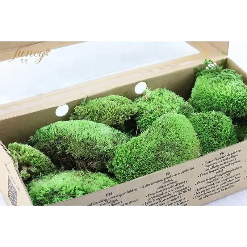 Natural Preserved Moss Wall Art Frame Feng Shui Home Decor for Diwali Gift Unique Greenery Panel Interior Design Living Room