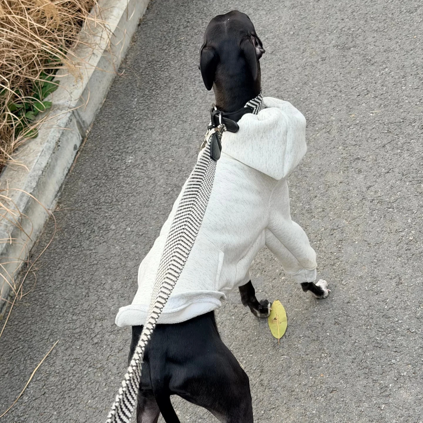 Japanese-style Drawstring Hoodie Sweatshirt for Dogs Winter Warm Long Sleeves Grey Coat for Italian Greyhound Jacket for Whippet