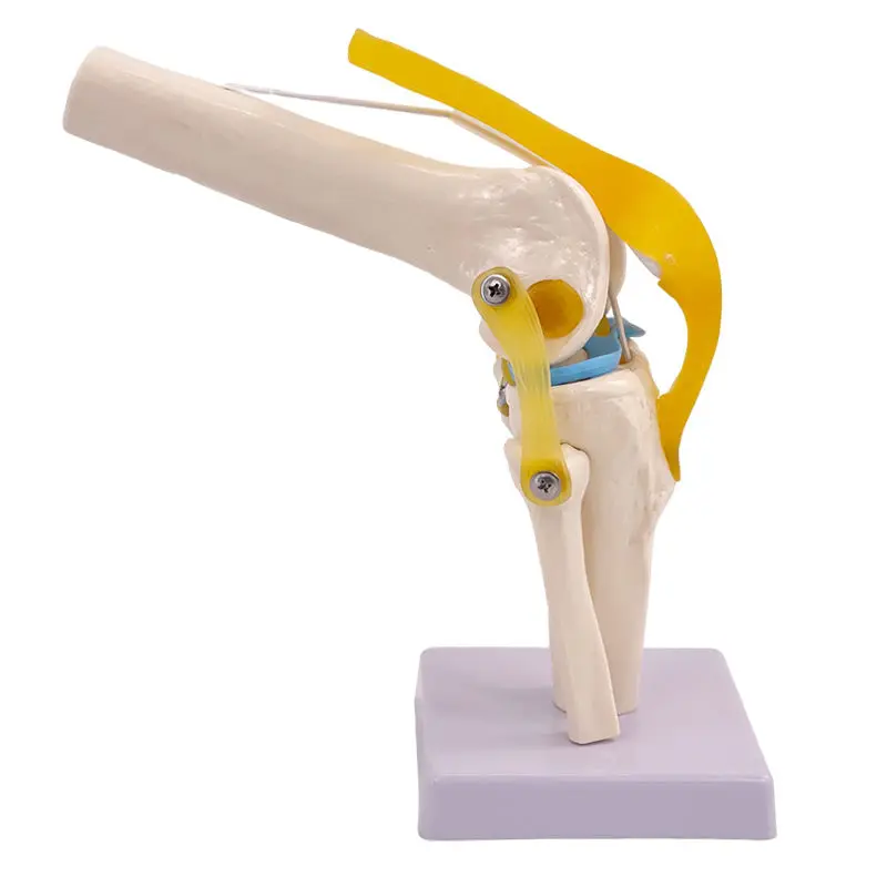 Knee joint model, human skeleton teaching practice, medical function demonstration, shoulder neck spine skeleton orthopedics