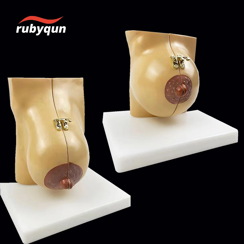 Female Stationary Stage Breast Model Lactation Beauty Gynecological Anatomy Model Medical Teaching Tools Dropshipping Wholesale