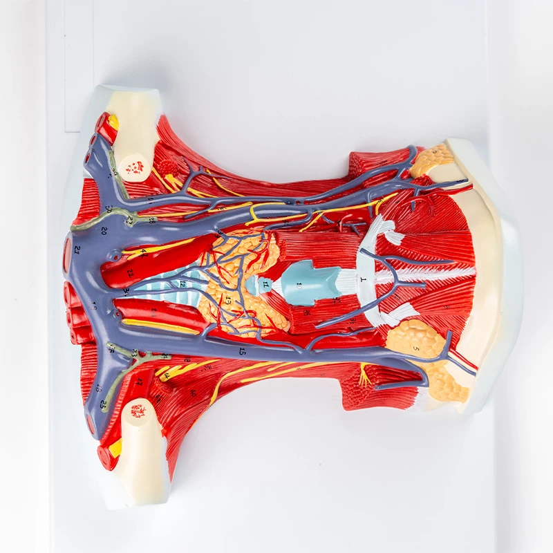 Human Organ Anatomy Model Arteriovenous Neck Model - Local Anatomy of Cervical Anterior Muscle model