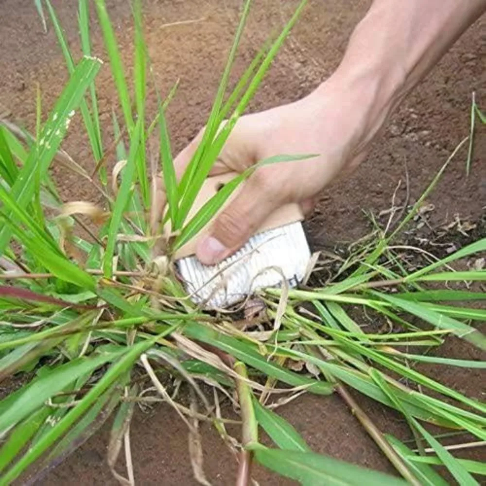 أداة إزالة الأعشاب الضارة، شفرة يابانية من الفولاذ المقاوم للصدأ مقاس 3.25 بوصة، مقبض خشبي 3.25 بوصة، مقبض من الفولاذ المقاوم للصدأ/الخشب