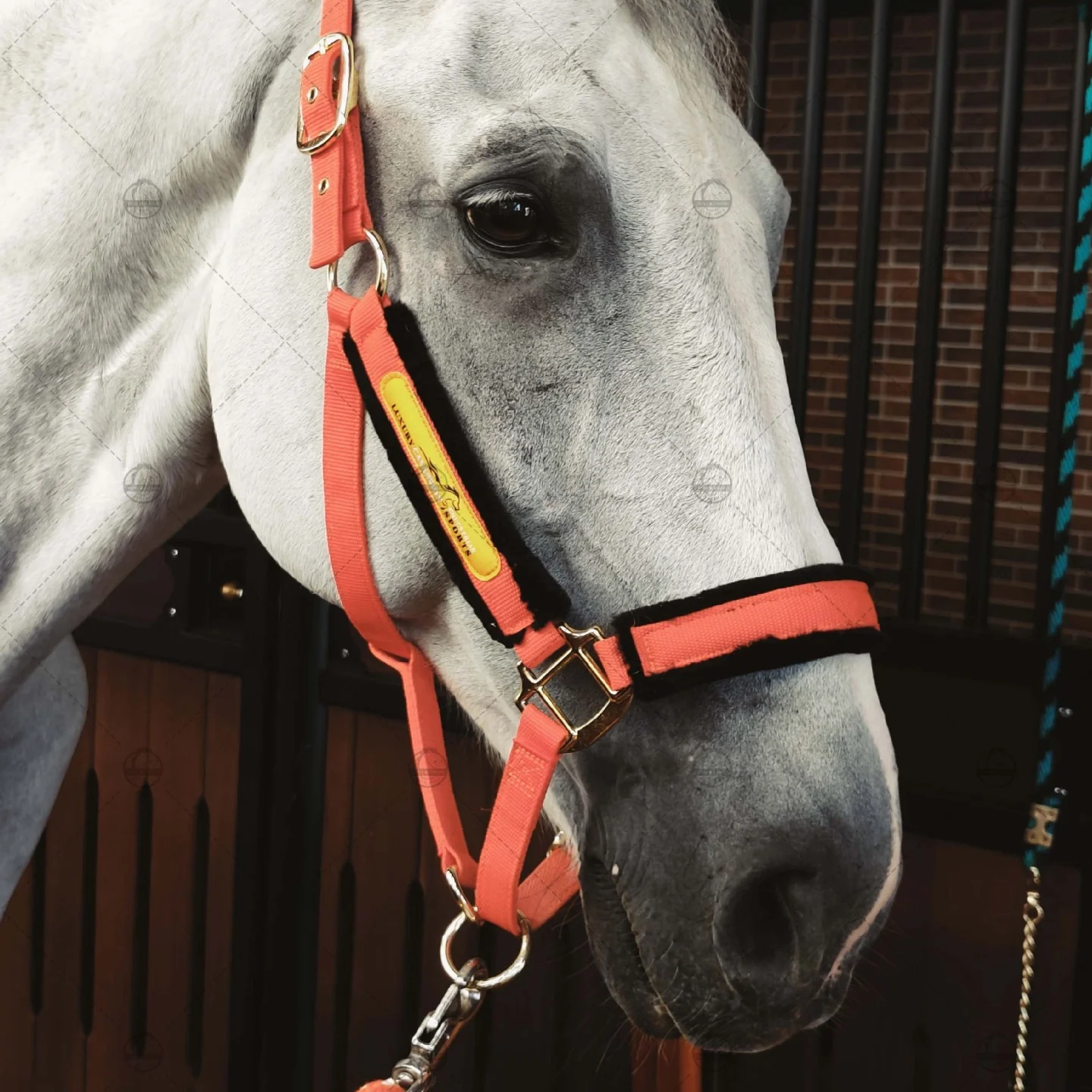 الرياضة الفروسية الرصاص طوق الرأس النايلون الحصان المنسوجات Bridle الفروسية الرياضة الحصان الرسن الرأس