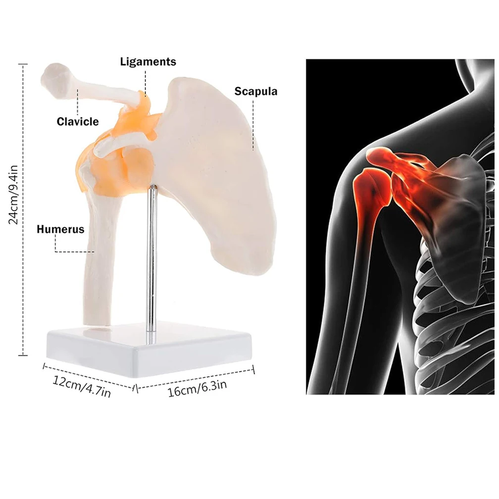 Funkcjonalna anatomiczna anatomiczna ludzka anatomia szkieletowa Model mięśni stawu barkowego dla dorosłych do nauczania przedmiotów ścisłych