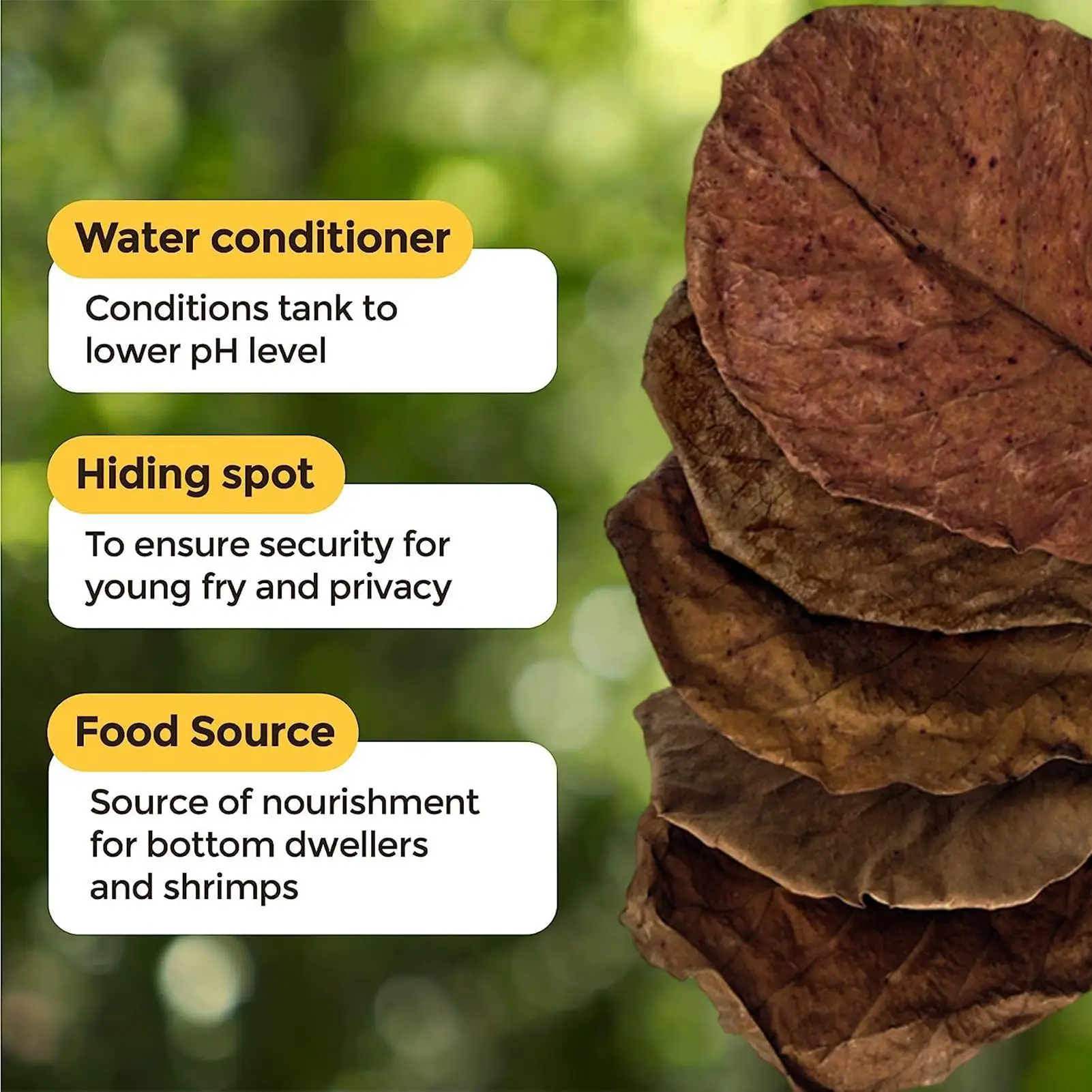 Catappa الهندي اللوز ترك بيتا الروبيان يترك محطة طبيعية فوتيدا يترك خزان الأسماك أوراق تنظيف المياه #2