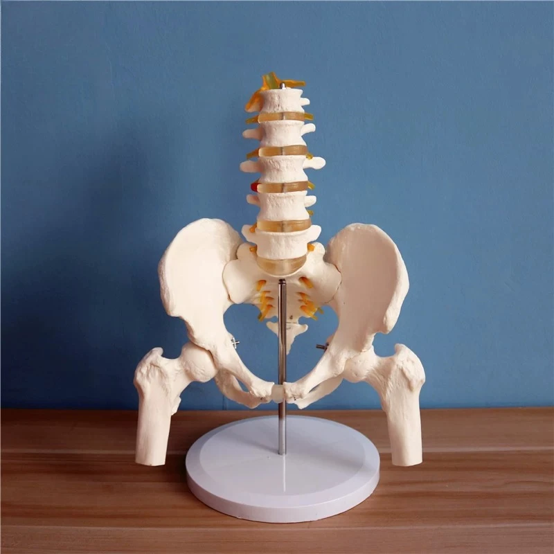 5-Segment Lumbar Spine with Pelvis Anatomical Model Detachable Bone Assembly Orthopedic Human Skeleton Teaching Aid