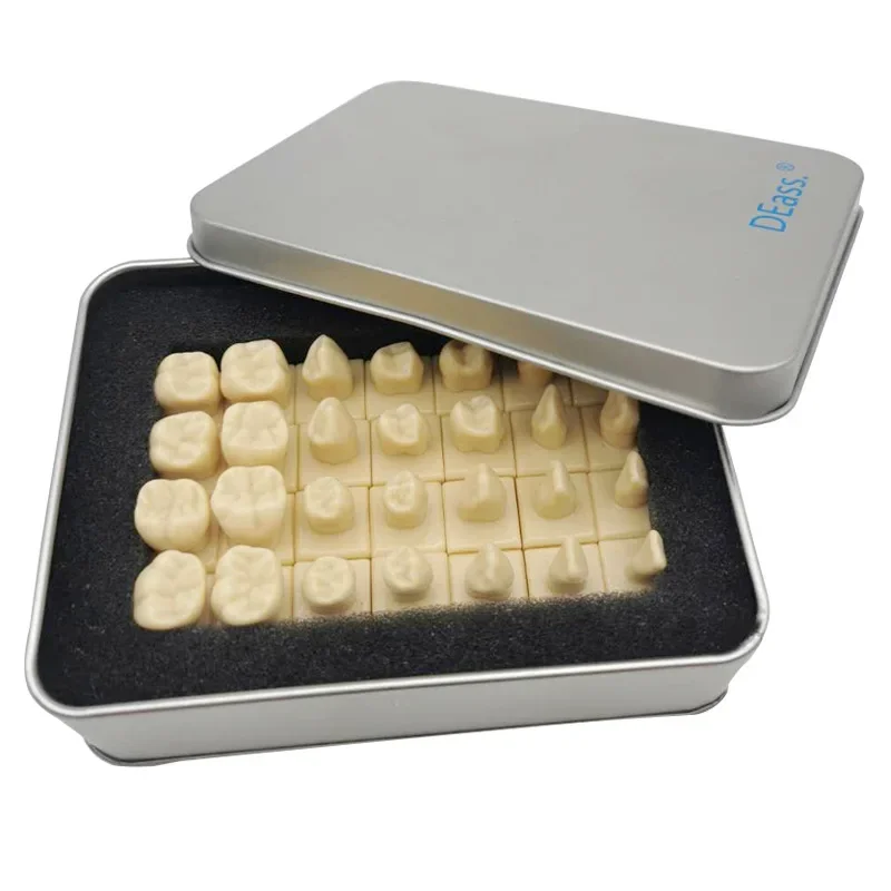 28pcs/set 1.2 Comparison Carving Permanent Tooth Model Student Practice Study Tools Dentist Materials Dentistry Training