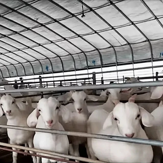 

Customized greenhouseCommercial Galvanized Steel Structure Livestock Greenhouse Insulated Greenhouse with Heating Equipment for