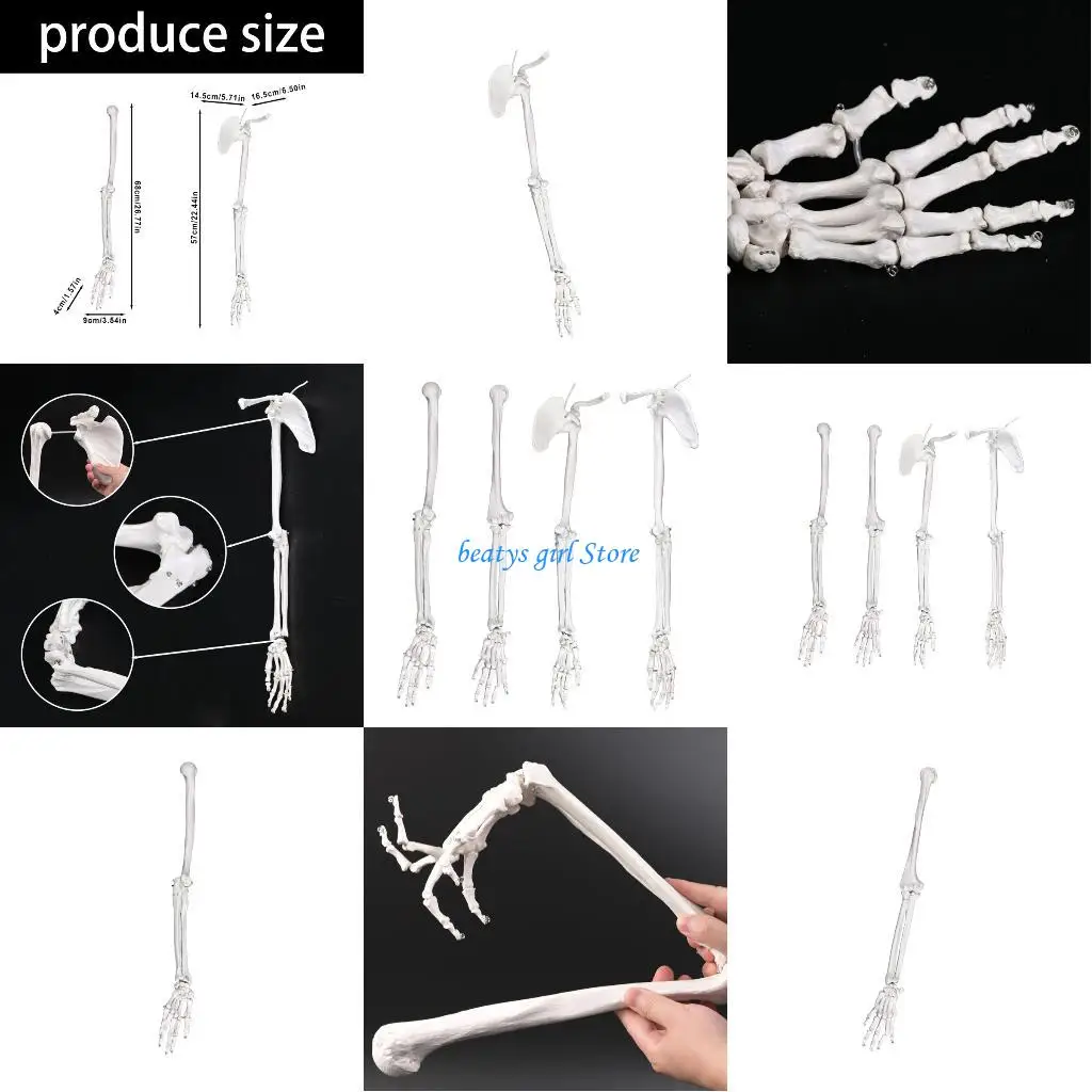 

C7AB Подробная анатомическая модель верхних конечностей, подходящая для студентов-клиницистов и преподавателей