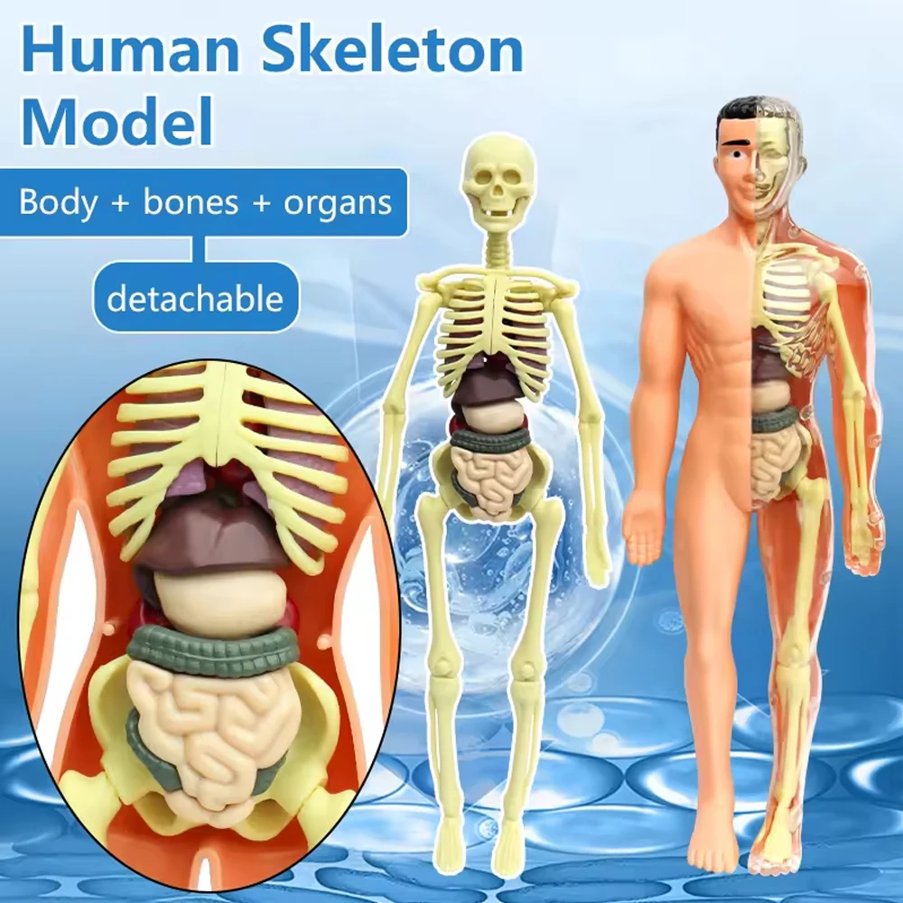 Modelo do Corpo Humano 3D para Criança, Esqueleto Anatomia, Montagem de Órgãos DIY, Brinquedos Educativos de Aprendizagem, Escola Biológica Teaching Aids Tool