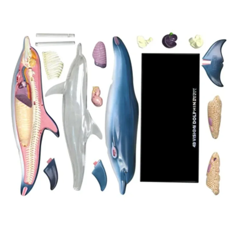 4D Vision Dolphin Organ Anatomy Model Animal Puzzle Toys for Kids and Medical Students Veterinary Teaching Model