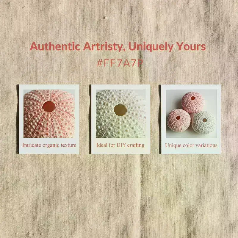 3/5Pcs Natural Sea Urchin Shells Unique Bumpy: Surface Soft Pink White Beach Crafts Aquarium