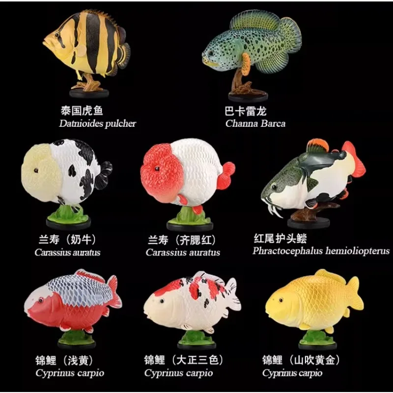 Original Animal Planet Laugh and Grow Fat Ornamental Fish Qversion Animal Anime Action Figure Model Toy Gift Collection Ornament