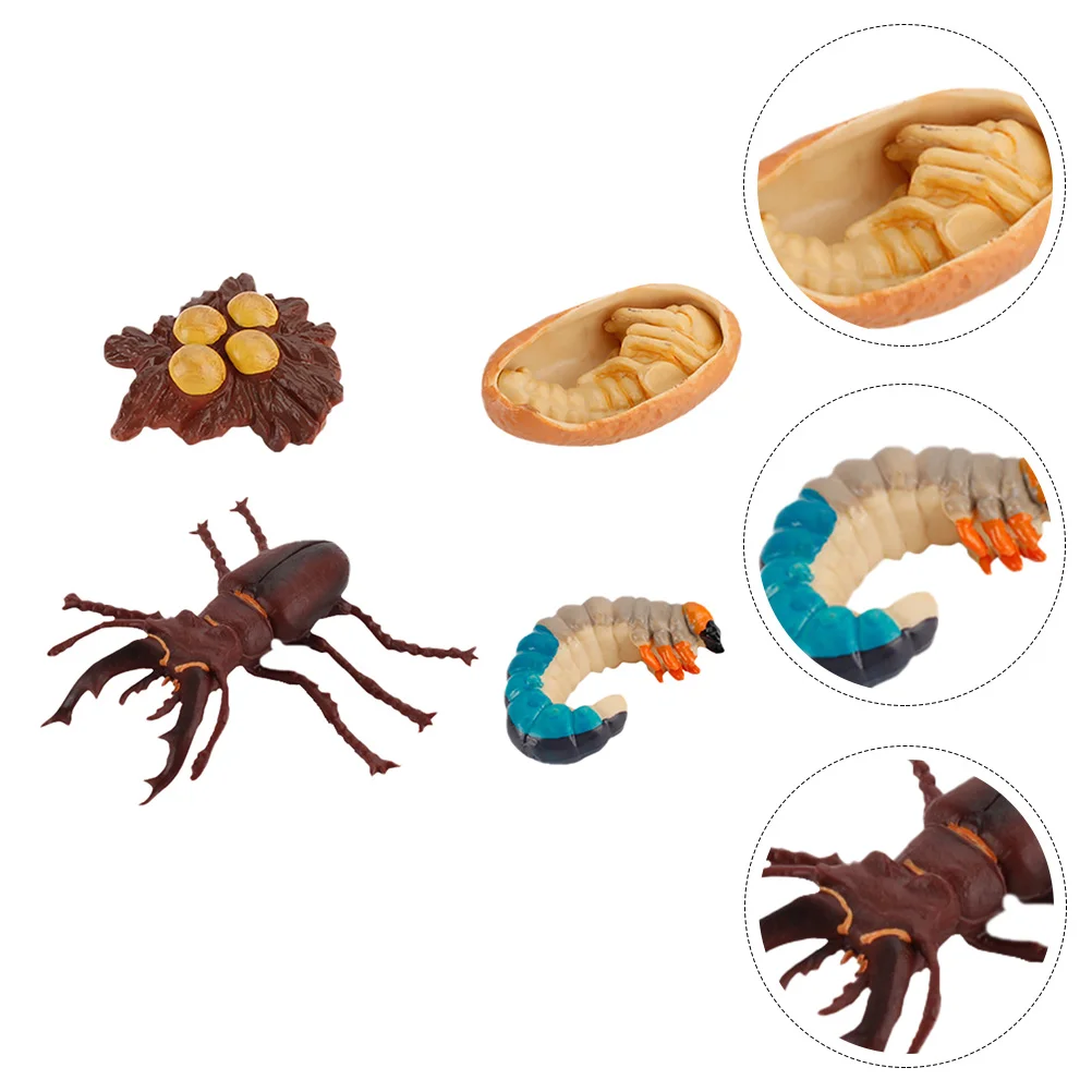 4 Pcs Growth Cycle Toys Party Decorations Children’s Insect Display Models Childrens Decorate Educational Supplies