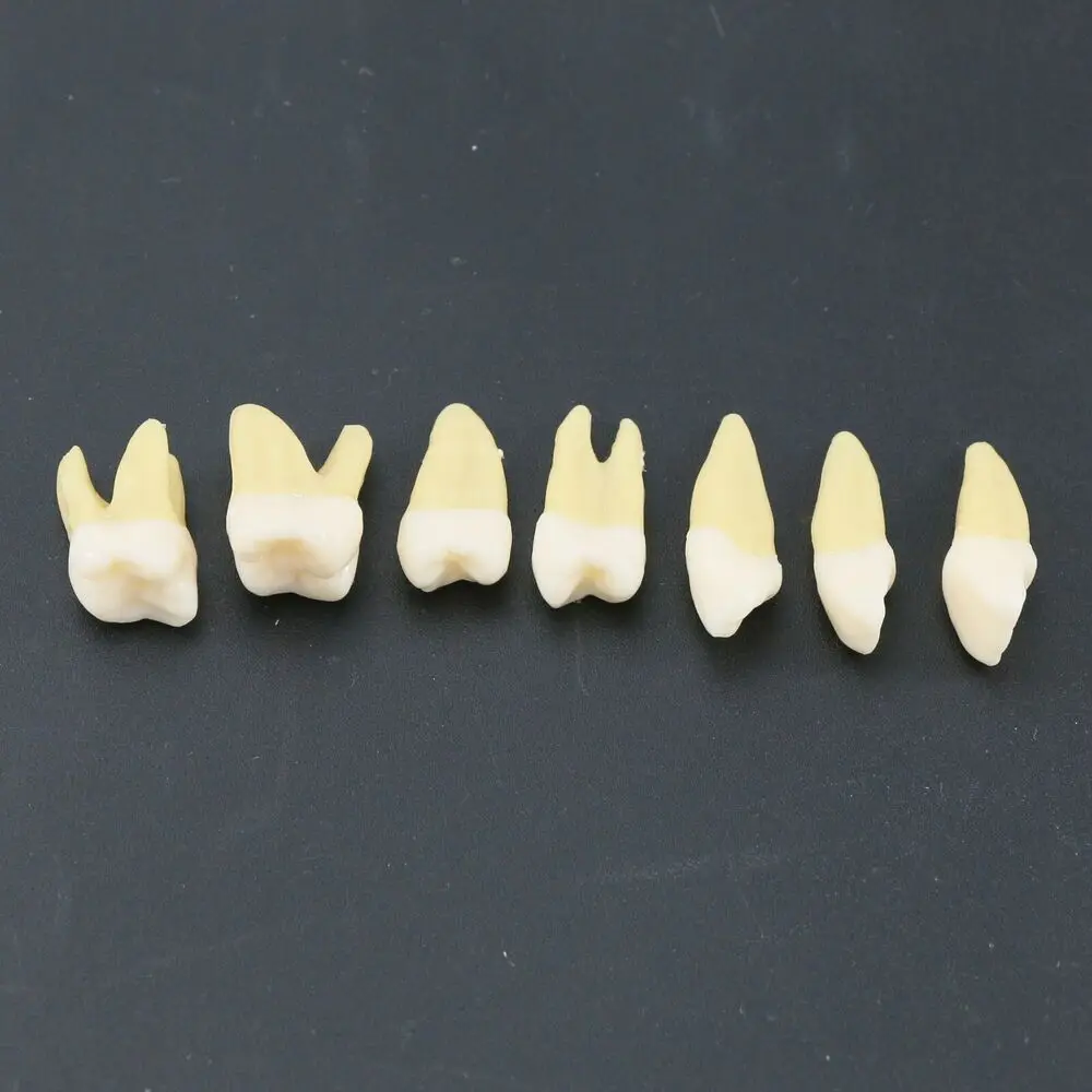 28PCS Dental 1:1 Permanent Teeth Teach Study Model Demo for Lab Education M7021 Dental Model