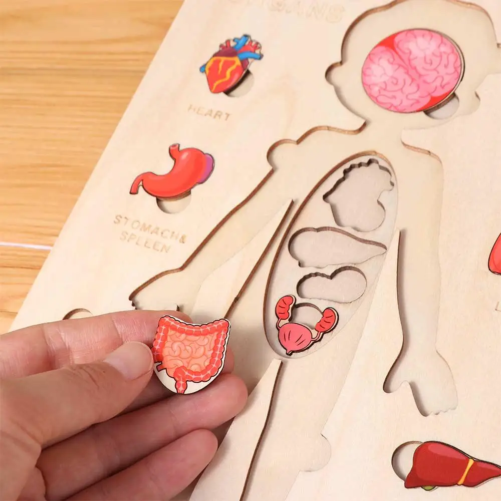 Puzzle in Legno Multistrato del Corpo Umano, Attività per Bambini e Bambine, Tavola delle Attività, Puzzle della Struttura del Corpo, Interazione Genitore-Figlio Montessori