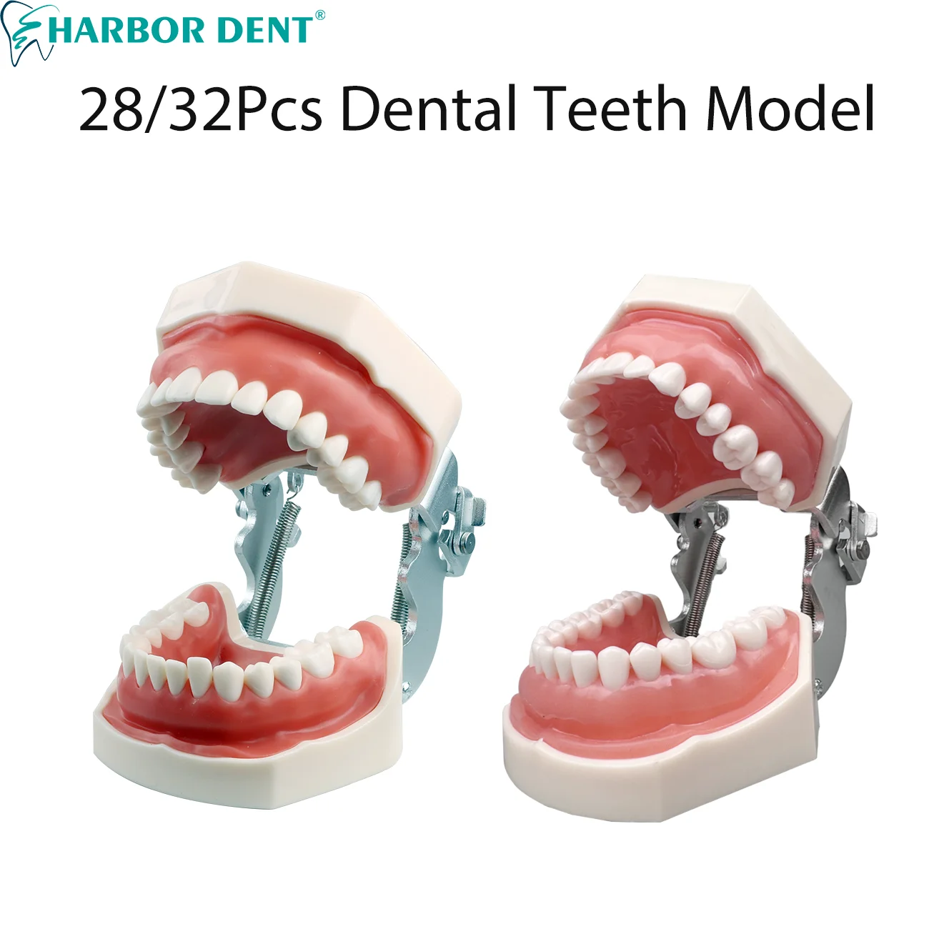 28/32pcs Dental Practice Teeth Model With Removable Tooth For Nissin Models / Dental Simulator Head Model