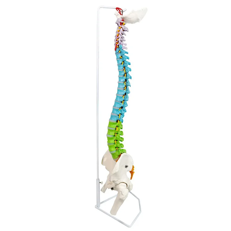 

Life Size Colored Spine Model with Vertebrae,Nerves,Arteries, Lumbar Column, Pelvis ,Femur Human Anatomy Model Includes Stand