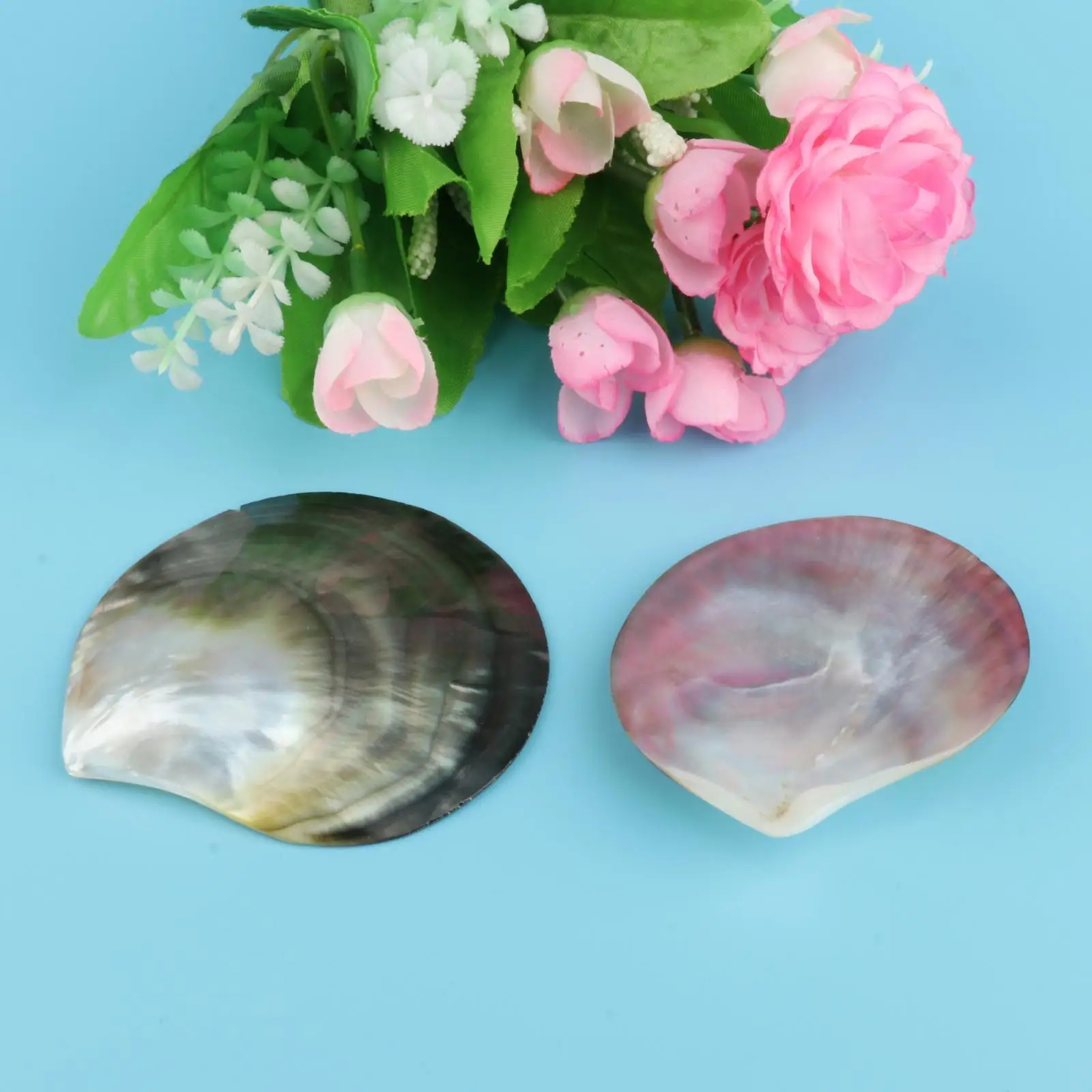 Natural Seashells Jewelry Making Beach Scallop Seasoning Tray Wedding Decor