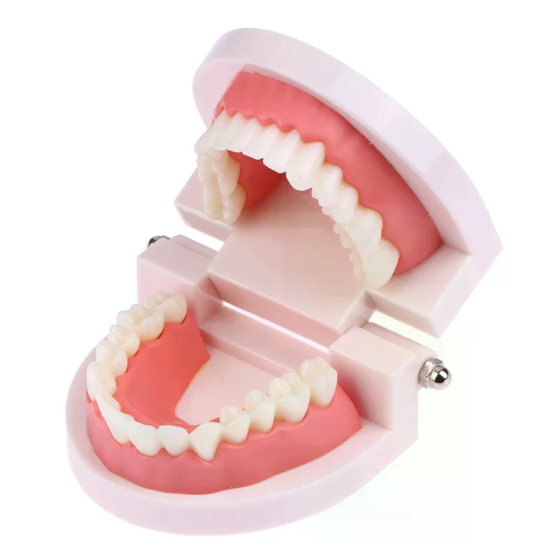 

Dental Education Model Standard 28 Teeth Model Teaching Study Demonstration Typodont For Dentist Student Practice Training Model