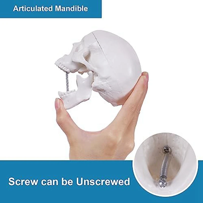 Mini Human Skull Model, 3 ชิ้นส่วน Anatomical Skull Model พร้อมหมวกกะโหลกศีรษะแบบถอดได้และข้อต่อ Mandible ใช้งานง่ายสีขาว