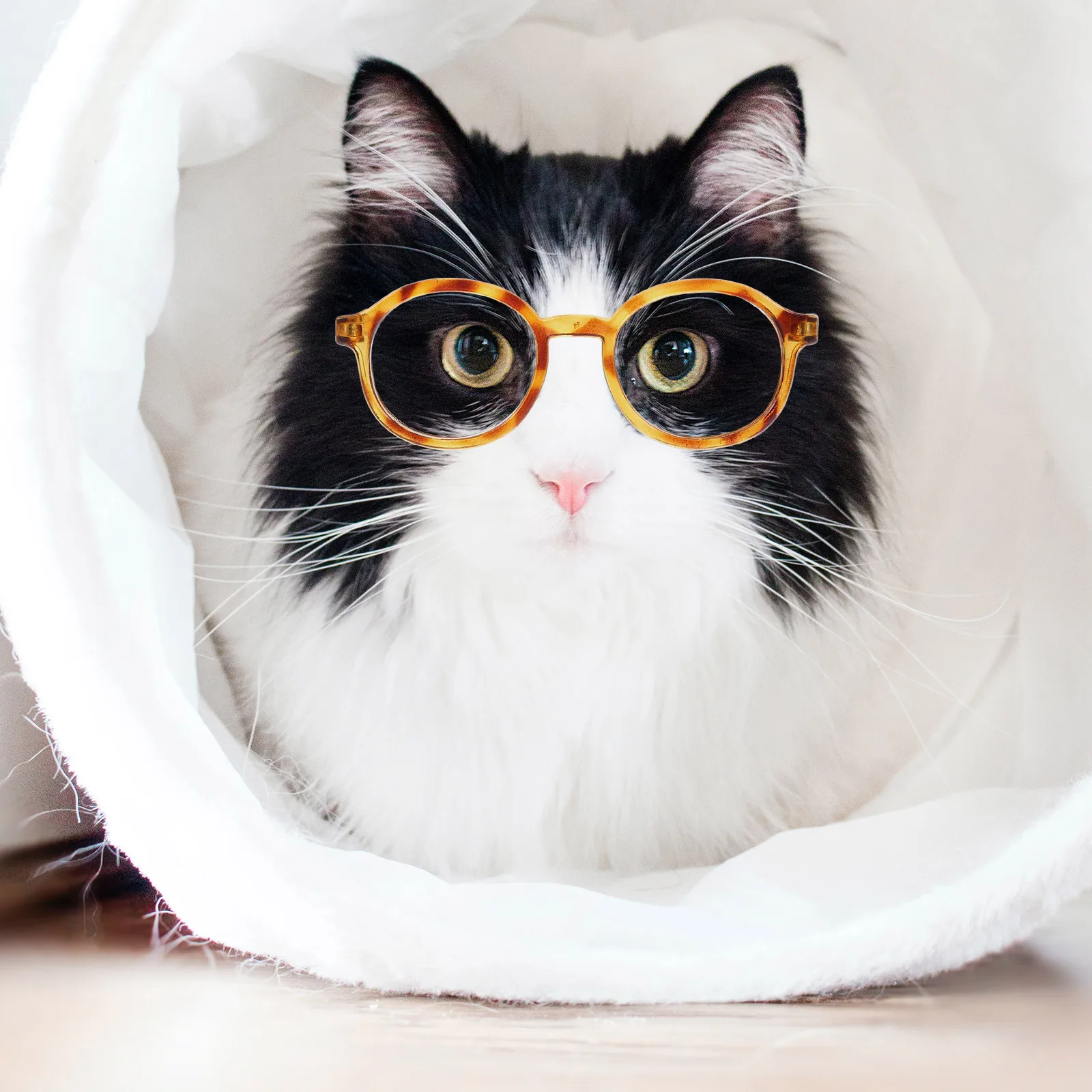 

4pcs Pet Glasses Cat Dog Sunglasses Transparent Leopard Print Reusable Lightweight Comfortable Fashionable Photo Prop
