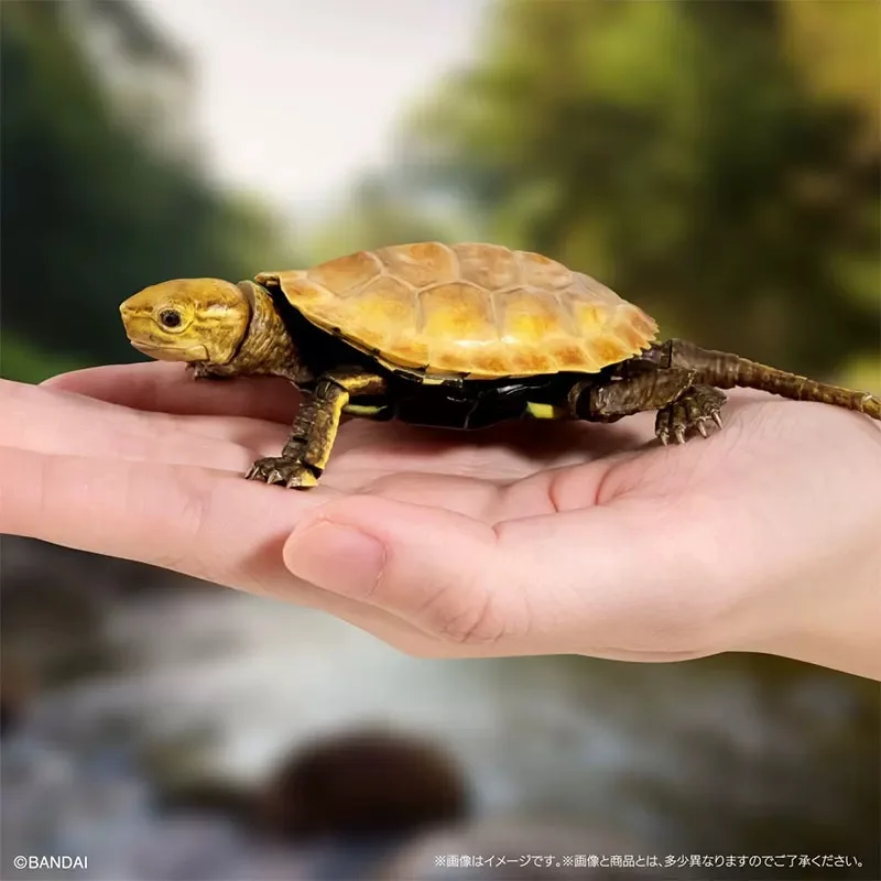 

Original New Biological Atlas Anime Figure Turtle 02 Gashapon Action Figure Toys For Boys Girls Kids Gift Collectible Model