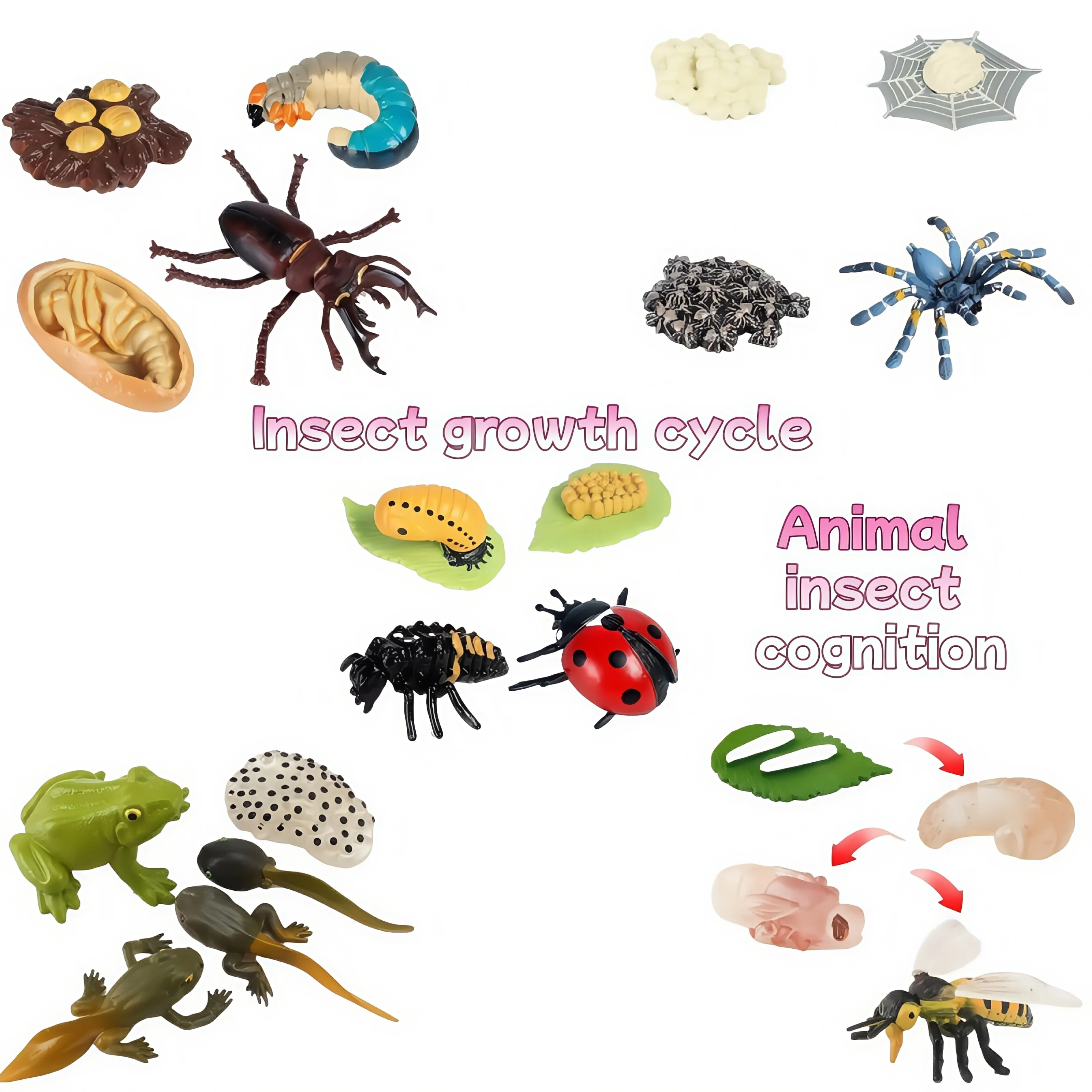Simulation animal model insect growth cycle model set, suitable for home decoration, desktop ornaments, children's cognition