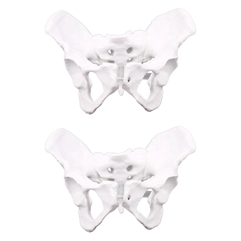 

2X Female Anatomy Pelvis Pelvic Skeleton Throat Anatomical Anatomy Skull Sculpture Head Body Model