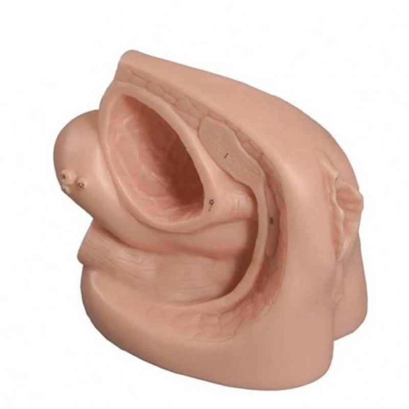 Science Plastic Nursing Female Genital Organ Model Training Female Internal External Genital Organ Model