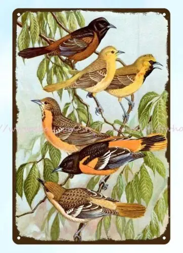 1960  ORCHARD ORIOLE,WALTER ALOIS WEBER BIRD PORTRAIT metal tin sign