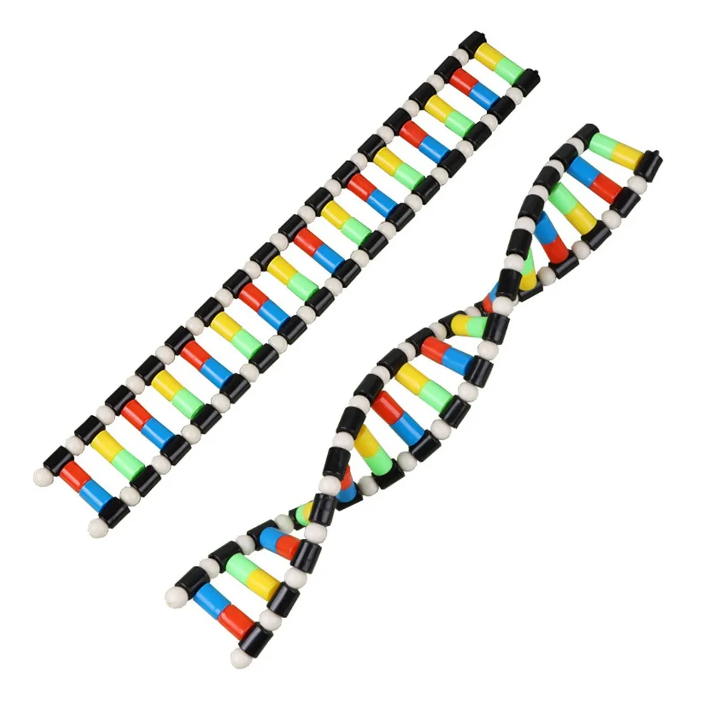 Plastic Material Dna Double Helix Model Spiral Shape Multi Color Parts Genetic Variation Model Detachable Parts Stable Structure