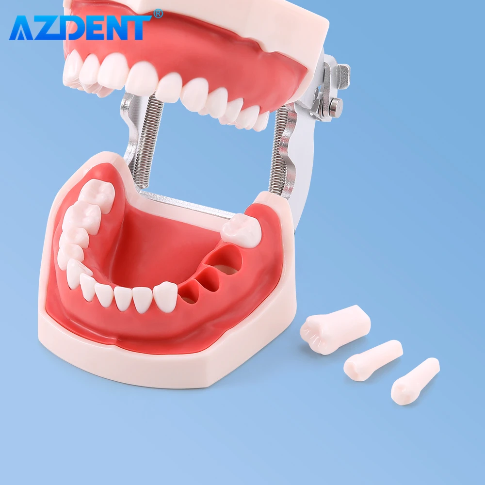 Dental Resin Model Removable Training Typodont AZDENT Teeth Model for Dentists Practice Adults Children Dentistry Equipment