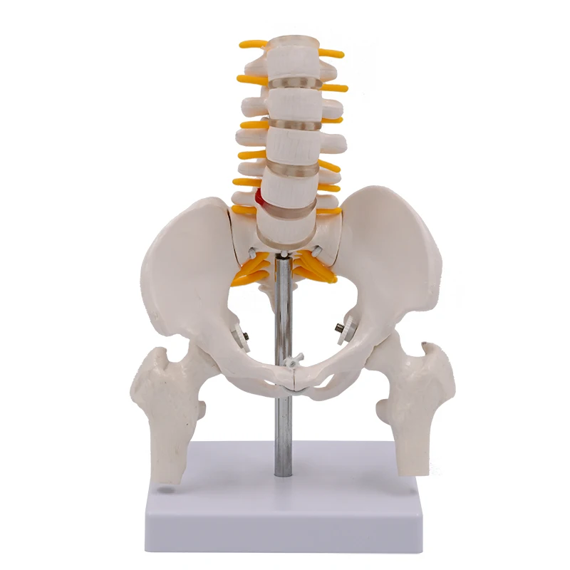 Mini Human Movable Pelvic Model, Lumbar Spine, Postpartum Repair of Pelvic Joints, Medical skeleton Pelvis Bone Anatomy