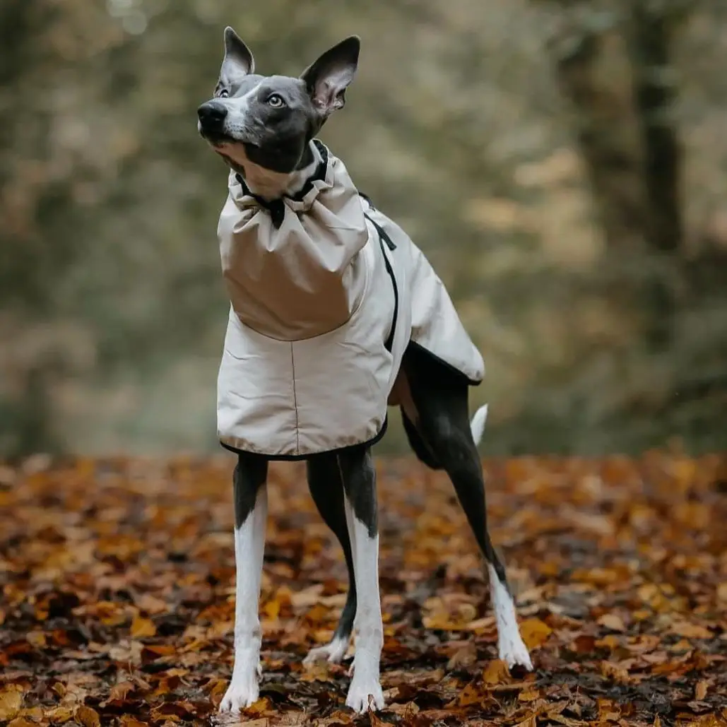 Modischer Regenmantel für Airless Terrier, weiche Welpenkleidung, warmer wasserdichter Mantel für italienische Windhund-Whippet-Hundejacke – Detail 3