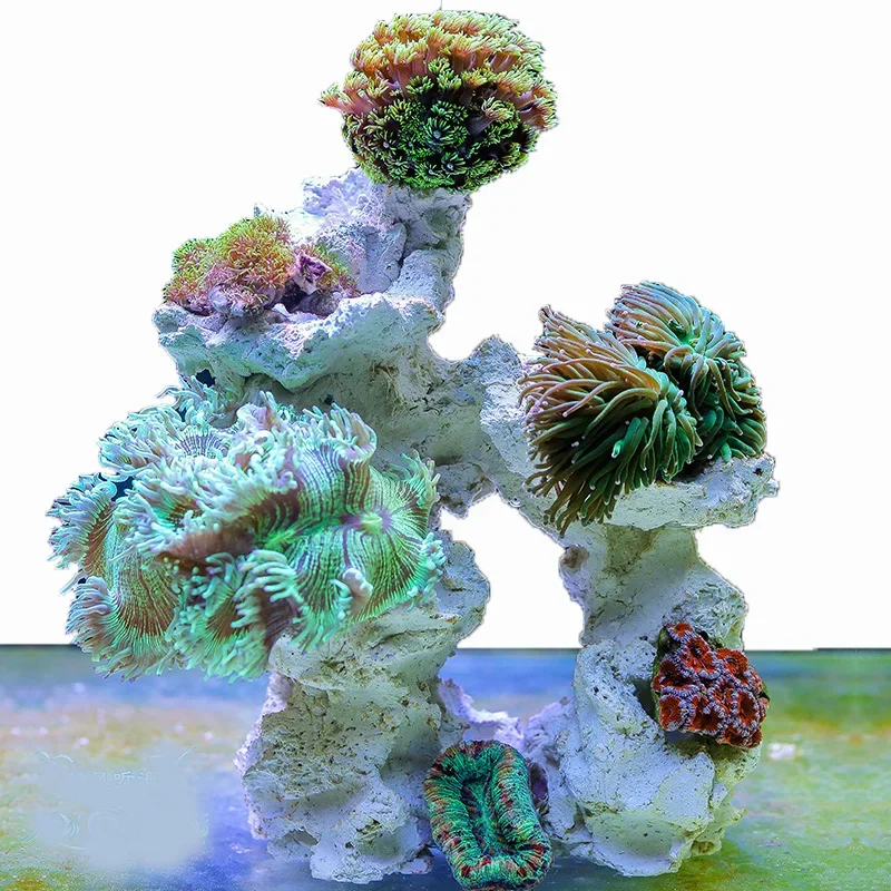 

Marine Aquarium Stone Reef Coral Tank Dead Stone Microbial Landscaping Decoration Free From Algae