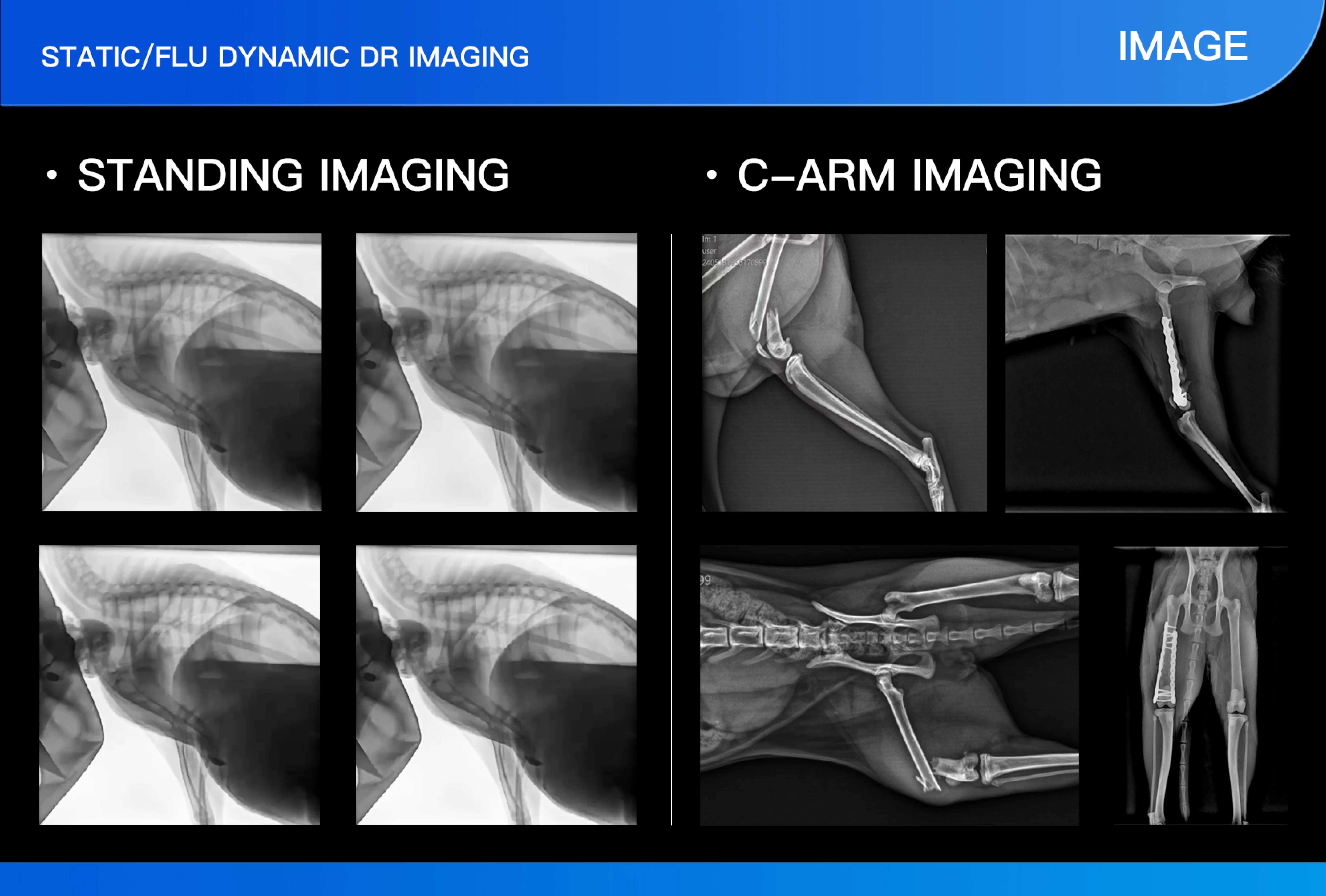 EUR VET Best-Selling Multifunctional Veterinary Equipment CBCT Scanner Static Dynamic DR C-Arm Mode Radiography for Dog Clinics