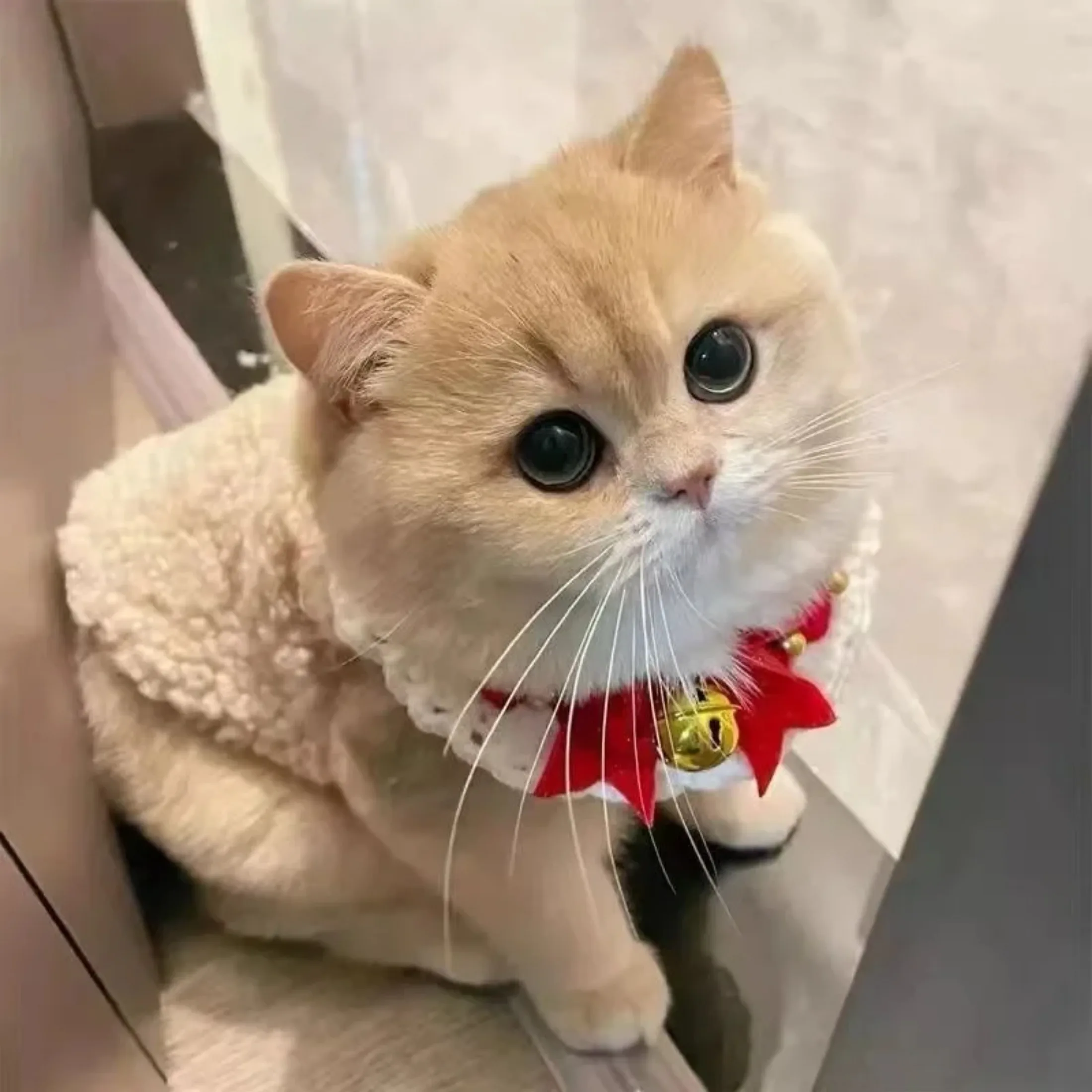 Cat Clothes Warm Vest Soft Cozy Winter Warm Fleece Sweatshirt Puppy Kitten Jacket Coat Pet Sphynx Costume Sweater 고양이