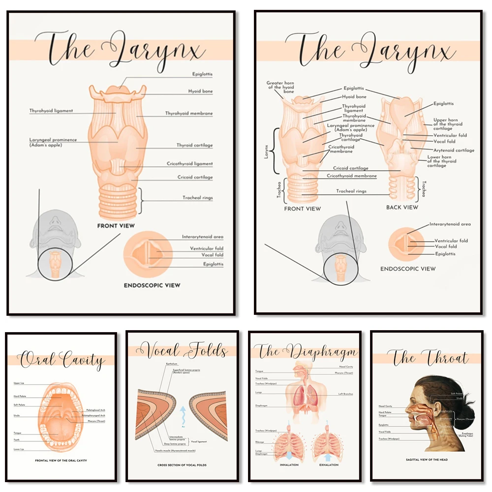 Mouth throat, vocal cords, diaphragm anatomy diagram, speech voice therapist print, SLP therapy office decoration poster