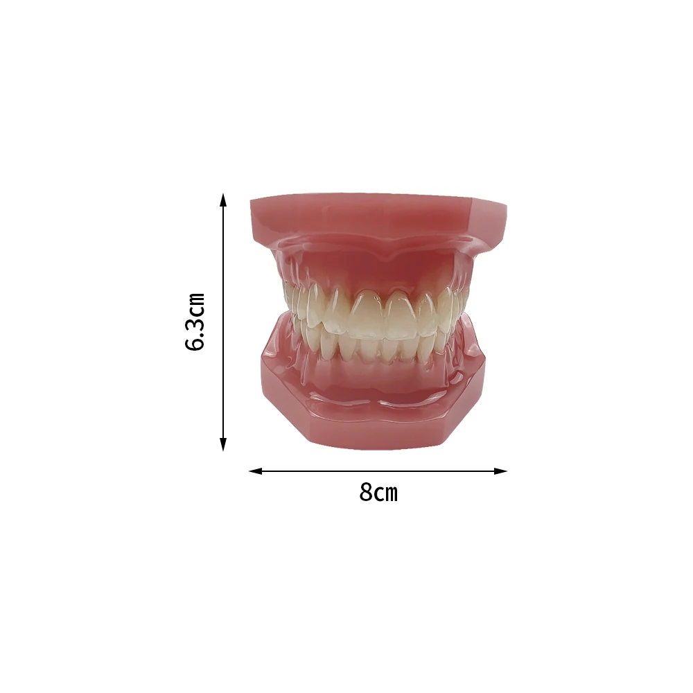 1 szt. Narzędzia do demonstracji Model zębów dentystycznego modelu standardowego typodonta do komunikacji studenckiej