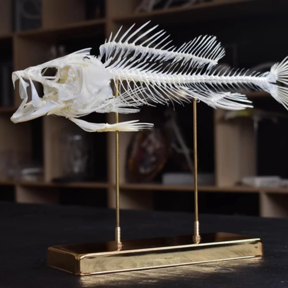 2093 Sea Bass Fish Skeleton Specimen Resin Bone Educational Display Golden Bronze Base Marine Biology Teaching Material Office