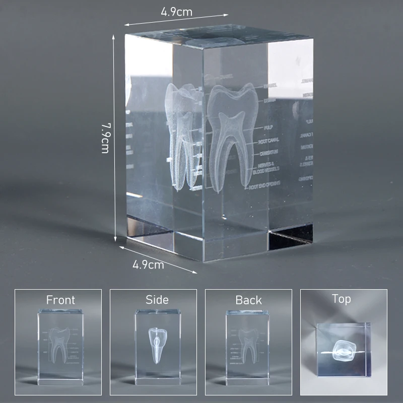 1PC Crystal Carved Dental Model Oral Resin Dental Anatomy Teaching Model Dental Consumables for Educational Use