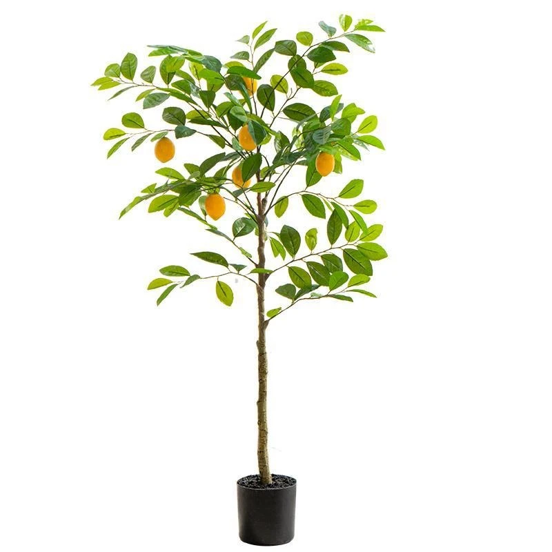 شجرة الليمون، نباتات خضراء، نباتات بوعاء، مشاهير الإنترنت، زهور ديكور داخلي كبيرة، زينة غرفة المعيشة، نباتات مزيفة