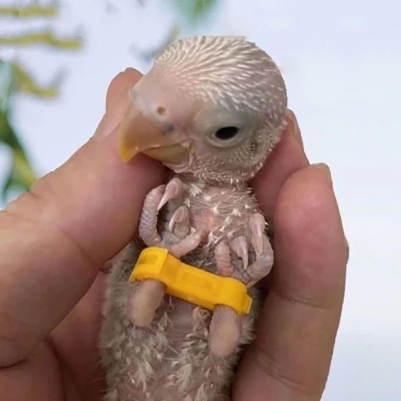 5Pcs Chick Leg Correction Tool Safe Non-Toxic Leg Stabilizer Fix Eight-Character Legs for Rutin Chicken Parrot Home Breeding