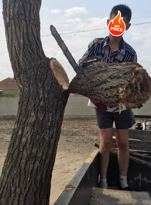 

20V Brushless Electric Chainsaw Automatic Oiling 10in Saw for Wood Cutting OEM Supported Industrial Grade 12in 20in Available