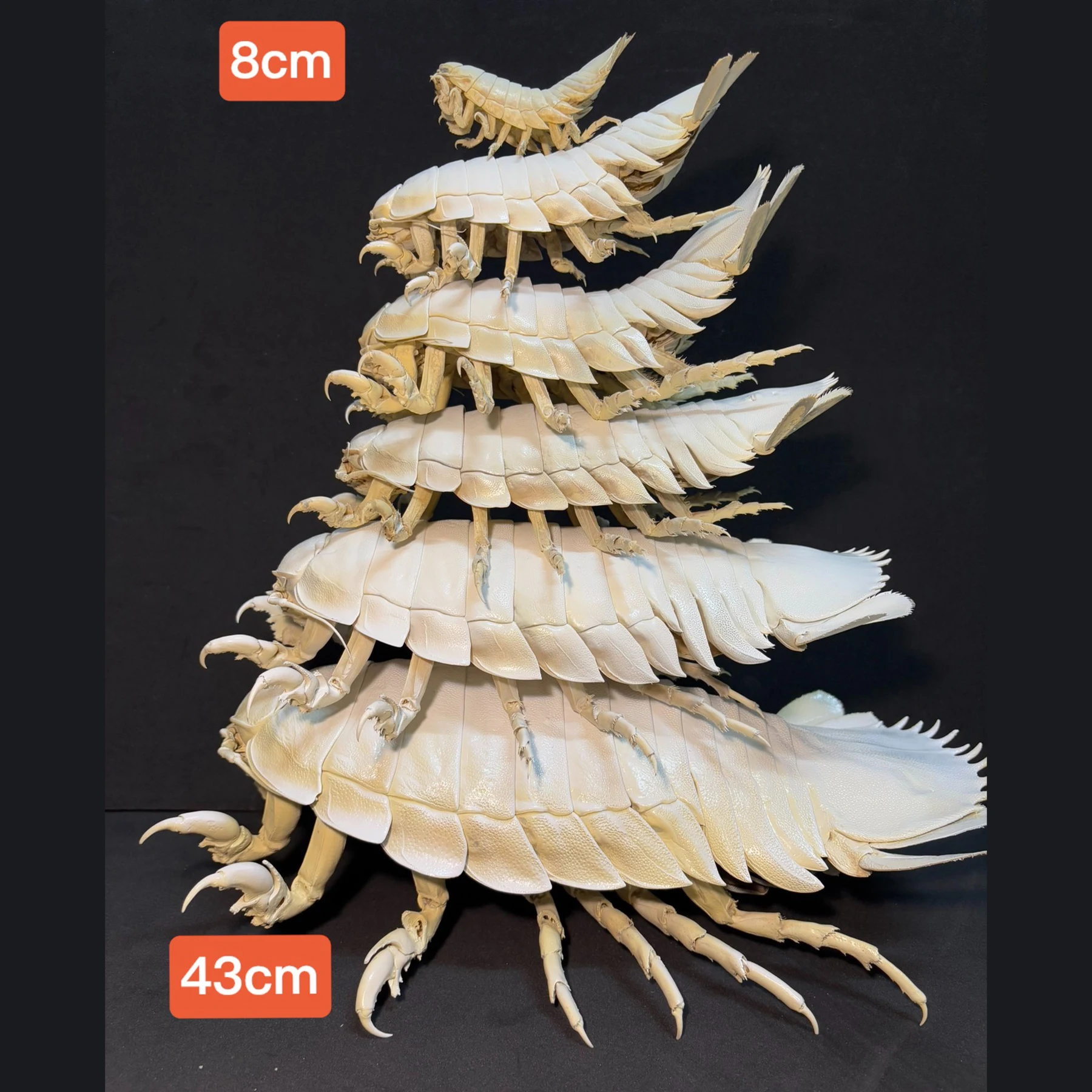 2242 Giant Bathynomus Giganteus Insect Resin Art Decoration Size 40cm Entomological Display Decoration Natural Home Accessories