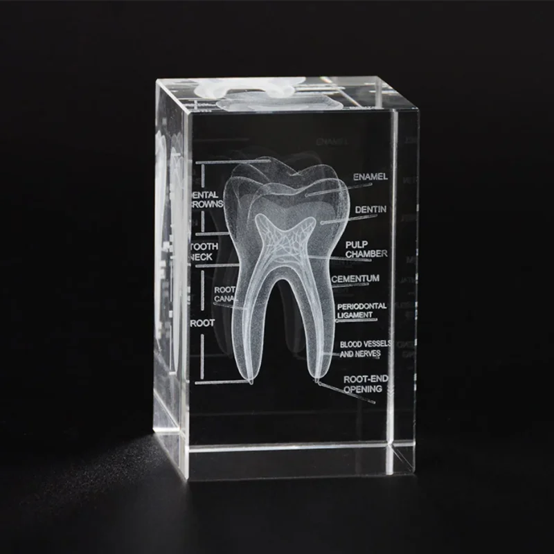 3D Human Oral Cavity Tooth Crystal Model Laser Etched Anatomical Model For Science Office Medicine Decoration Dentists Gifts